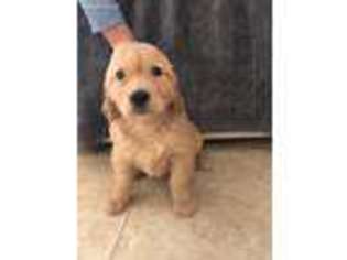 Golden Retriever Puppy for sale in Niceville, FL, USA
