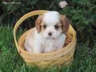 Cavalier King Charles Spaniel Puppy for sale in Newmanstown, PA, USA