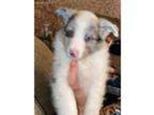 Shetland Sheepdog Puppy for sale in Heath, OH, USA
