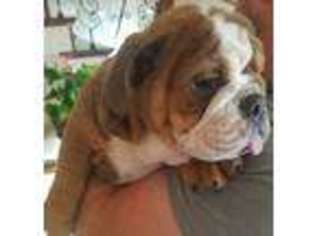 Bulldog Puppy for sale in Bolingbrook, IL, USA