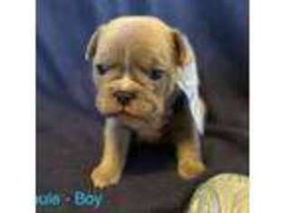 French Bulldog Puppy for sale in Laramie, WY, USA