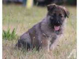 German Shepherd Dog Puppy for sale in COTTAGE GROVE, MN, USA