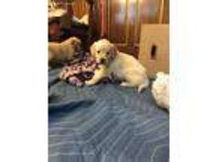 Golden Retriever Puppy for sale in Whitehall, PA, USA