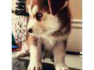 Siberian Husky Puppy for sale in Providence, RI, USA