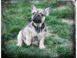 French Bulldog Puppy for sale in Los Lunas, NM, USA