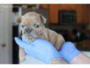 French Bulldog Puppy for sale in Burgaw, NC, USA