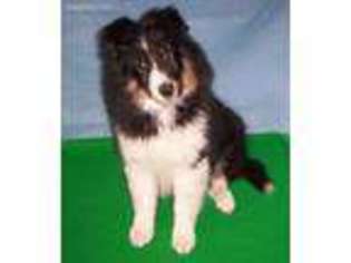 Shetland Sheepdog Puppy for sale in Coopersburg, PA, USA