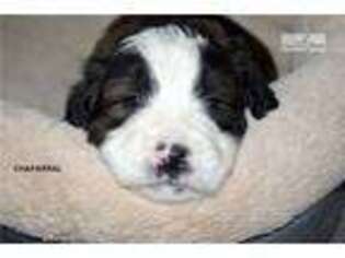 Bernese Mountain Dog Puppy for sale in Wilkes Barre, PA, USA
