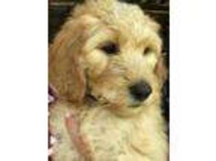 Labradoodle Puppy for sale in Collinsville, AL, USA