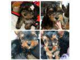 Yorkshire Terrier Puppy for sale in Ball Ground, GA, USA