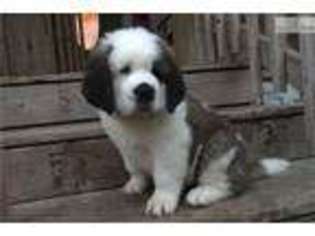 Saint Bernard Puppy for sale in Nashville, TN, USA