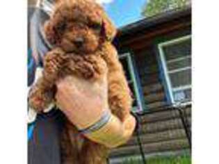 Mutt Puppy for sale in Greenville, ME, USA