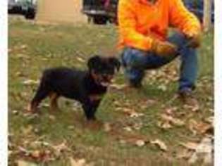 Rottweiler Puppy for sale in CLINTON, MO, USA