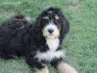 Mutt Puppy for sale in Burns, OR, USA