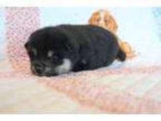Shiba Inu Puppy for sale in Pembroke, KY, USA
