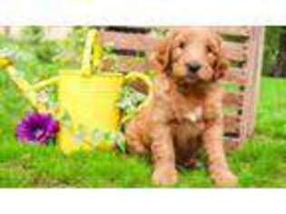 Goldendoodle Puppy for sale in Newville, PA, USA