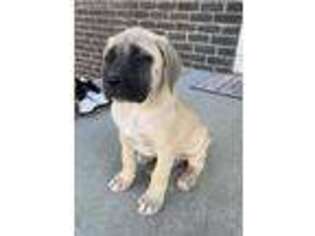 Mastiff Puppy for sale in Greenwood, IN, USA