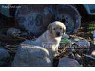Labrador Retriever Puppy for sale in Springdale, WA, USA