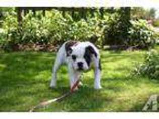Olde English Bulldogge Puppy for sale in CROWN POINT, NY, USA