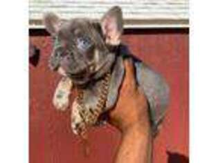 French Bulldog Puppy for sale in Twentynine Palms, CA, USA