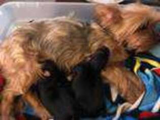 Yorkshire Terrier Puppy for sale in Bridgeport, CT, USA
