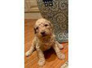 Goldendoodle Puppy for sale in Oconee, GA, USA