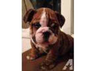 Bulldog Puppy for sale in NEWBERG, OR, USA