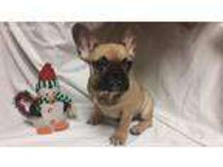 French Bulldog Puppy for sale in Newberry, IN, USA