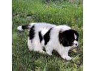 Newfoundland Puppy for sale in Cortez, CO, USA