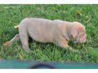 Olde English Bulldogge Puppy for sale in Jones, OK, USA