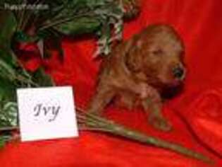 Labradoodle Puppy for sale in Doylestown, OH, USA