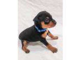Miniature Pinscher Puppy for sale in Corona, CA, USA
