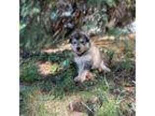 Alaskan Malamute Puppy for sale in Pittsburgh, PA, USA