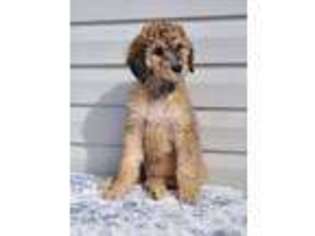 Goldendoodle Puppy for sale in Hardinsburg, KY, USA