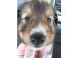 Shetland Sheepdog Puppy for sale in Jacksonville, FL, USA