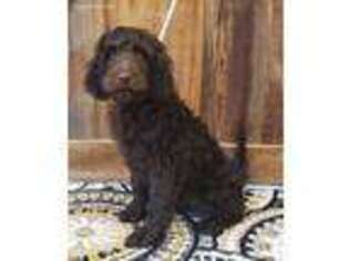 Goldendoodle Puppy for sale in Owenton, KY, USA
