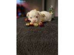 Maltese Puppy for sale in Dallas, NC, USA