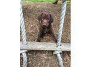 German Shorthaired Pointer Puppy for sale in Villa Park, IL, USA