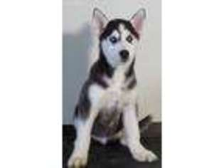 Siberian Husky Puppy for sale in Lynn, IN, USA