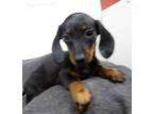 Dachshund Puppy for sale in Pomona, MO, USA