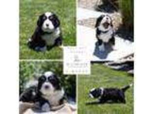 Bernese Mountain Dog Puppy for sale in Colorado Springs, CO, USA