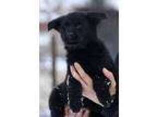 German Shepherd Dog Puppy for sale in Alma, AR, USA