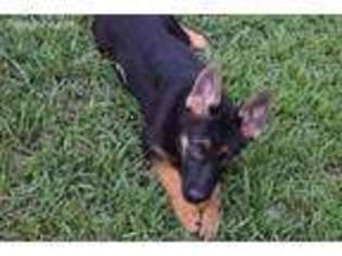 German Shepherd Dog Puppy for sale in Lawrenceville, VA, USA