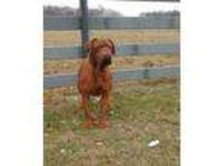 Medium Photo #1 American Bull Dogue De Bordeaux Puppy For Sale in Middlebury, IN, USA