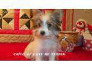Medium Photo #1 Mutt Puppy For Sale in Unknown, USA