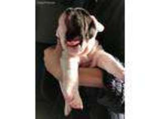 Olde English Bulldogge Puppy for sale in Bellville, OH, USA