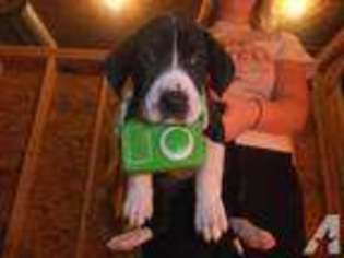 Great Dane Puppy for sale in HAVILAND, OH, USA