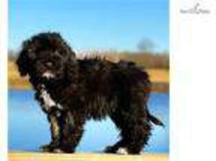 Portuguese Water Dog Puppy for sale in Jonesboro, AR, USA