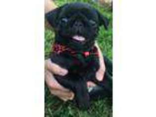 Pug Puppy for sale in Middletown, NY, USA