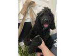 Labradoodle Puppy for sale in Victoria, TX, USA
